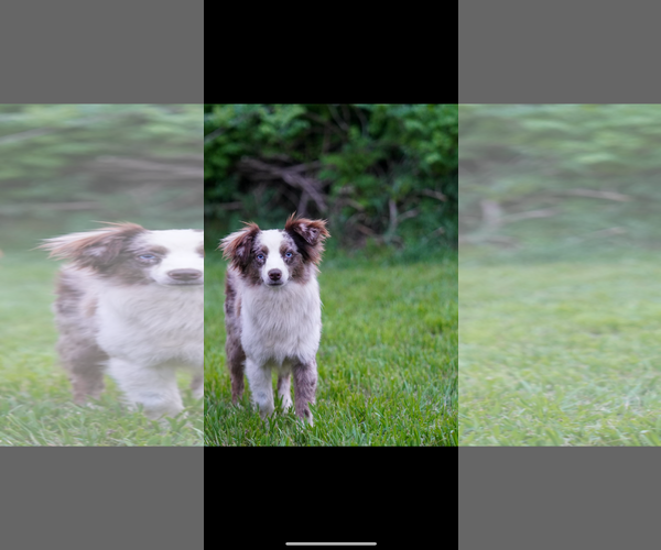 Medium Photo #4 Australian Shepherd Puppy For Sale in Dallas, TX, USA