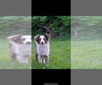 Small #3 Australian Shepherd