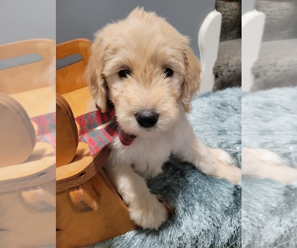 Medium Photo #1 Goldendoodle Puppy For Sale in KANSAS CITY, MO, USA