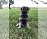 Small Photo #57 German Shepherd Dog Puppy For Sale in APLINGTON, IA, USA