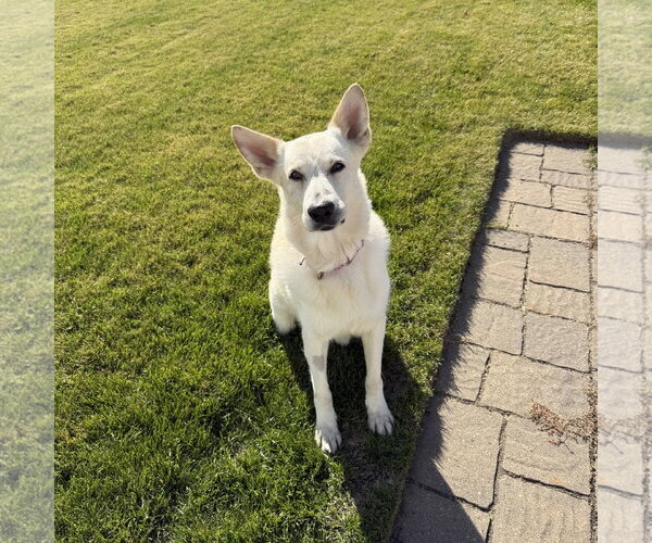 Medium Photo #2 German Shepherd Dog-Unknown Mix Puppy For Sale in Fargo, ND, USA