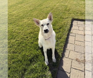 Mark - Male German Shepherd Dog-Unknown Mix Dog for Adoption - Photo #2