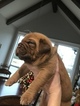 Small Photo #7 Dogue de Bordeaux Puppy For Sale in BRIAROAKS, TX, USA