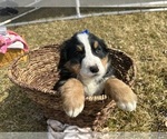 Small #7 Bernese Mountain Dog