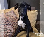 Small #1 Retriever  Mix