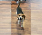 Small #2 Beagle