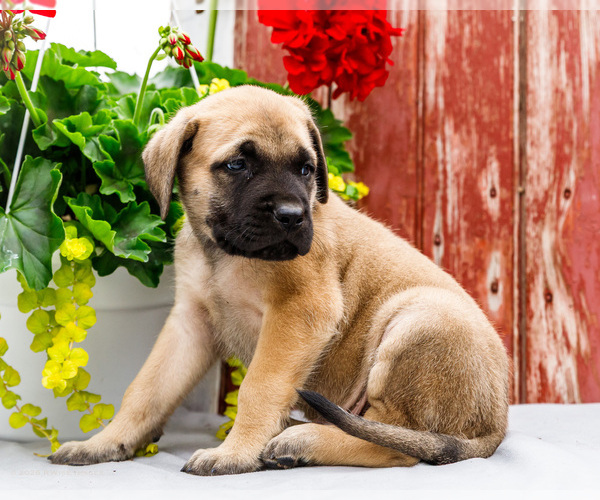Medium Photo #8 Mastiff Puppy For Sale in WAKARUSA, IN, USA