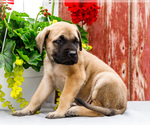 Small #7 Mastiff