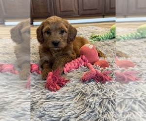 Bernedoodle (Miniature) Puppy for sale in PAXTON, IL, USA
