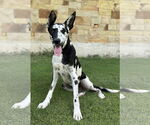 Small #1 German Shepherd Dog-Great Dane Mix