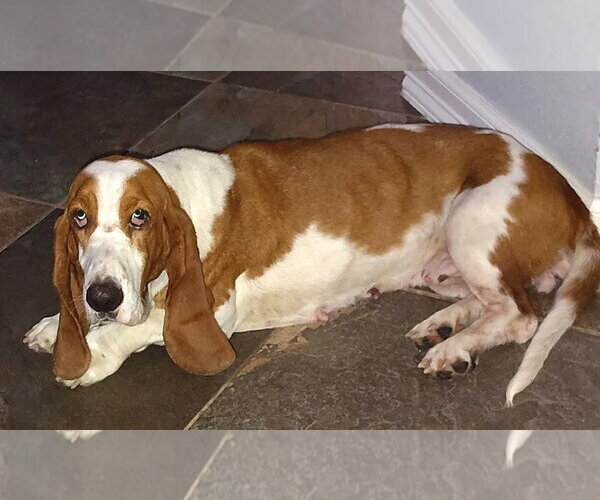 Medium Photo #1 Basset Hound Puppy For Sale in Deepwater, NJ, USA