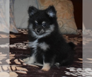 Pomeranian Puppy for sale in DINWIDDIE, VA, USA