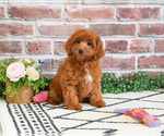 Small #3 Cavapoo (Miniature)