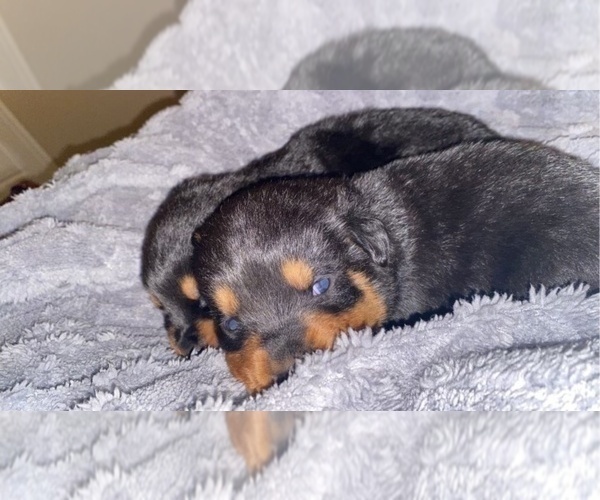 Medium Photo #5 Rottweiler Puppy For Sale in BUDA, TX, USA
