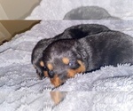 Small Photo #5 Rottweiler Puppy For Sale in BUDA, TX, USA