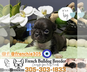 French Bulldog Puppy for sale in MIAMI, FL, USA