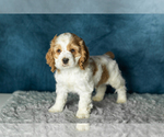 Puppy Forbes Cocker Spaniel