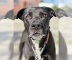 Small #6 Labrador Retriever Mix