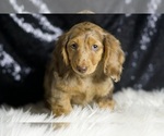 Small Photo #110 Dachshund Puppy For Sale in WARSAW, IN, USA