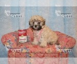 Small Photo #4 Maltese-Poodle (Toy) Mix Puppy For Sale in SANGER, TX, USA
