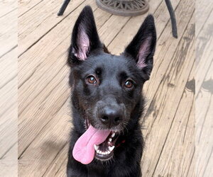 German Shepherd Dog-Unknown Mix Dogs for adoption in Canton, CT, USA
