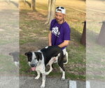 Small #1 Mutt