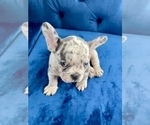 Small Photo #14 French Bulldog Puppy For Sale in RICHMOND, VA, USA