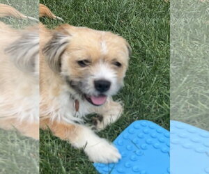 Frankie - Male Border Terrier-Unknown Mix Dog for Adoption - Photo #7