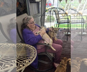 Gavin Ragnaruff - Male Mutt Dog for Adoption - Photo #9