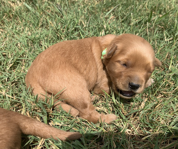 Medium Photo #14 Golden Retriever Puppy For Sale in CLEVER, MO, USA