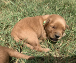 Small #13 Golden Retriever