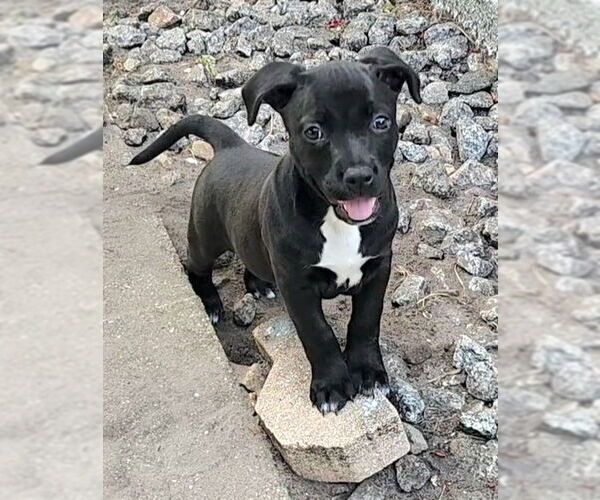 Medium Photo #9 American Staffordshire Terrier-Unknown Mix Puppy For Sale in Royal Palm Beach, FL, USA