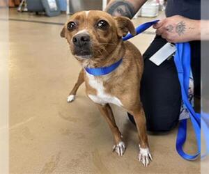 Chihuahua Dogs for adoption in Chula Vista, CA, USA