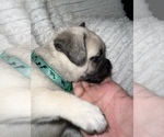 Small Photo #4 Pug Puppy For Sale in MINERAL RIDGE, OH, USA