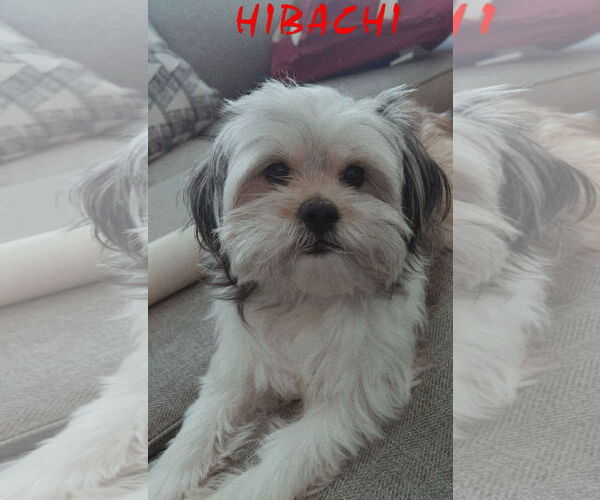 Medium Photo #1 Malchi Puppy For Sale in SHERBURNE, NY, USA