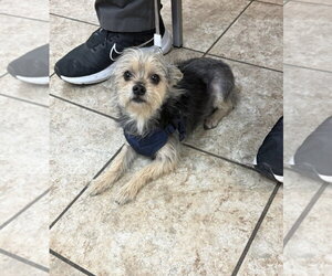 Mutt Dogs for adoption in Grafton, WI, USA