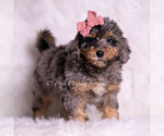 Small #2 Goldendoodle (Miniature)