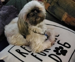 Mother of the Shih Tzu puppies born on 12/01/2024