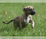 Small #9 Boxer Mix
