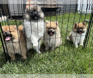 Pomeranian Puppy for sale in DANVILLE, IN, USA