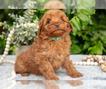Small #2 Goldendoodle (Miniature)