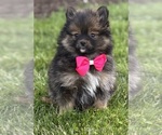 Small #5 Pomeranian