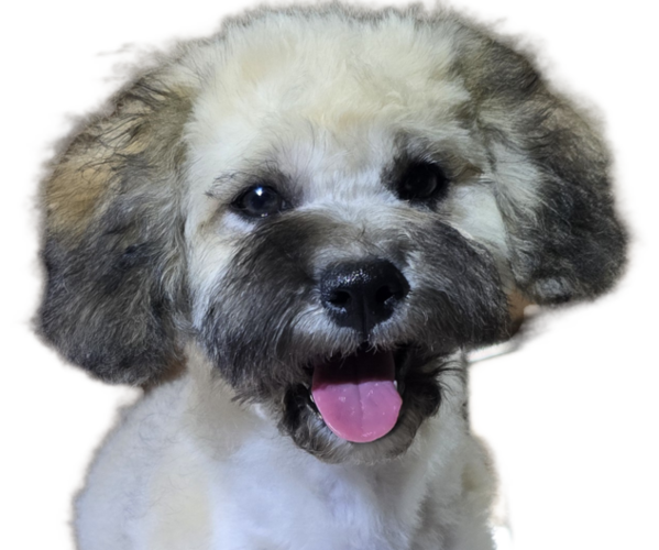 Medium Photo #6 Maltipoo-Shih Tzu Mix Puppy For Sale in SCOTTSDALE, AZ, USA