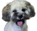 Small Photo #6 Maltipoo-Shih Tzu Mix Puppy For Sale in SCOTTSDALE, AZ, USA