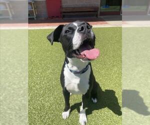 STORMI - Male American Pit Bull Terrier-Unknown Mix Dog for Adoption - Photo #2