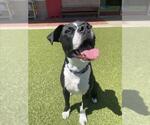 Small #1 American Pit Bull Terrier Mix