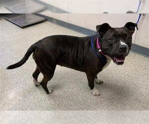Mutt Dogs for adoption in Visalia, CA, USA