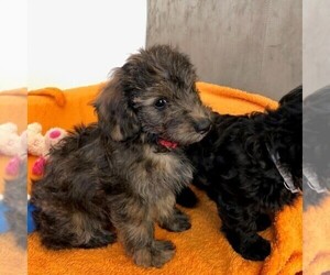 YorkiePoo Puppy for sale in AM FORK, UT, USA