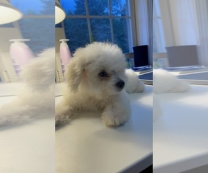 Bichon Frise Puppy for sale in MIDDLETOWN, NY, USA
