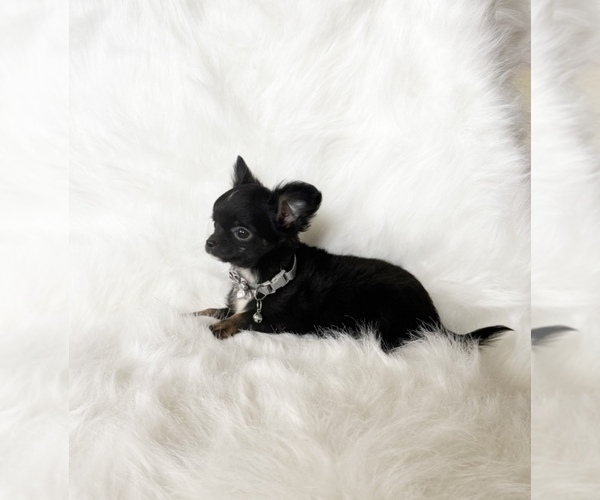 Medium Photo #10 Chihuahua Puppy For Sale in SACRAMENTO, CA, USA